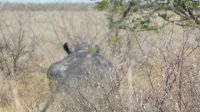 Etosha NashornPo