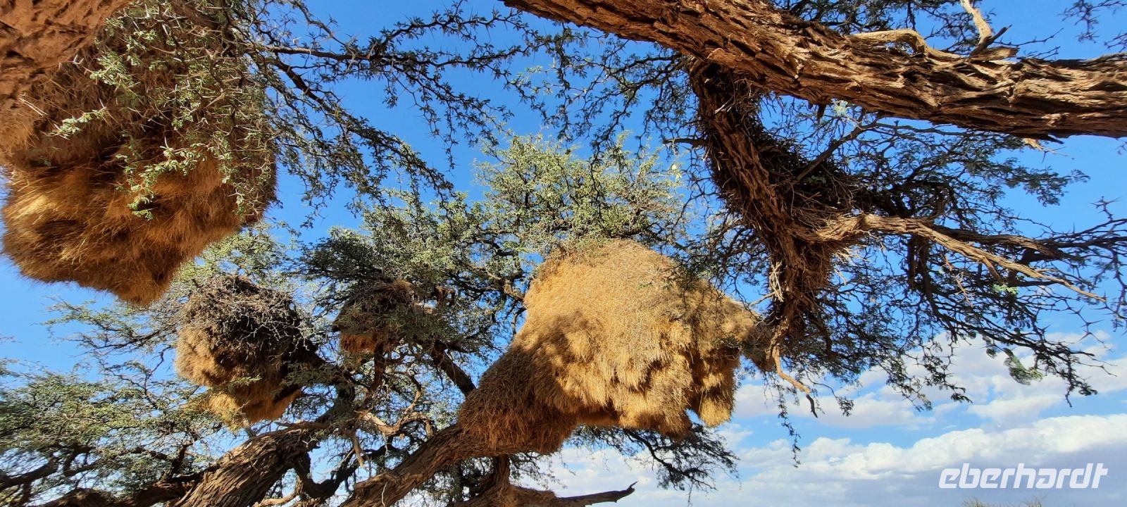 Namibia - Nature Drive in der Kalahari
