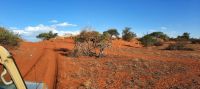 Namibia - Nature Drive in der Kalahari