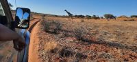 Namibia - Nature Drive in der Kalahari