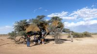 Namibia - Nature Drive in der Kalahari - Webervogelnest
