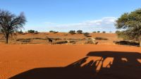 Namibia - Nature Drive in der Kalahari