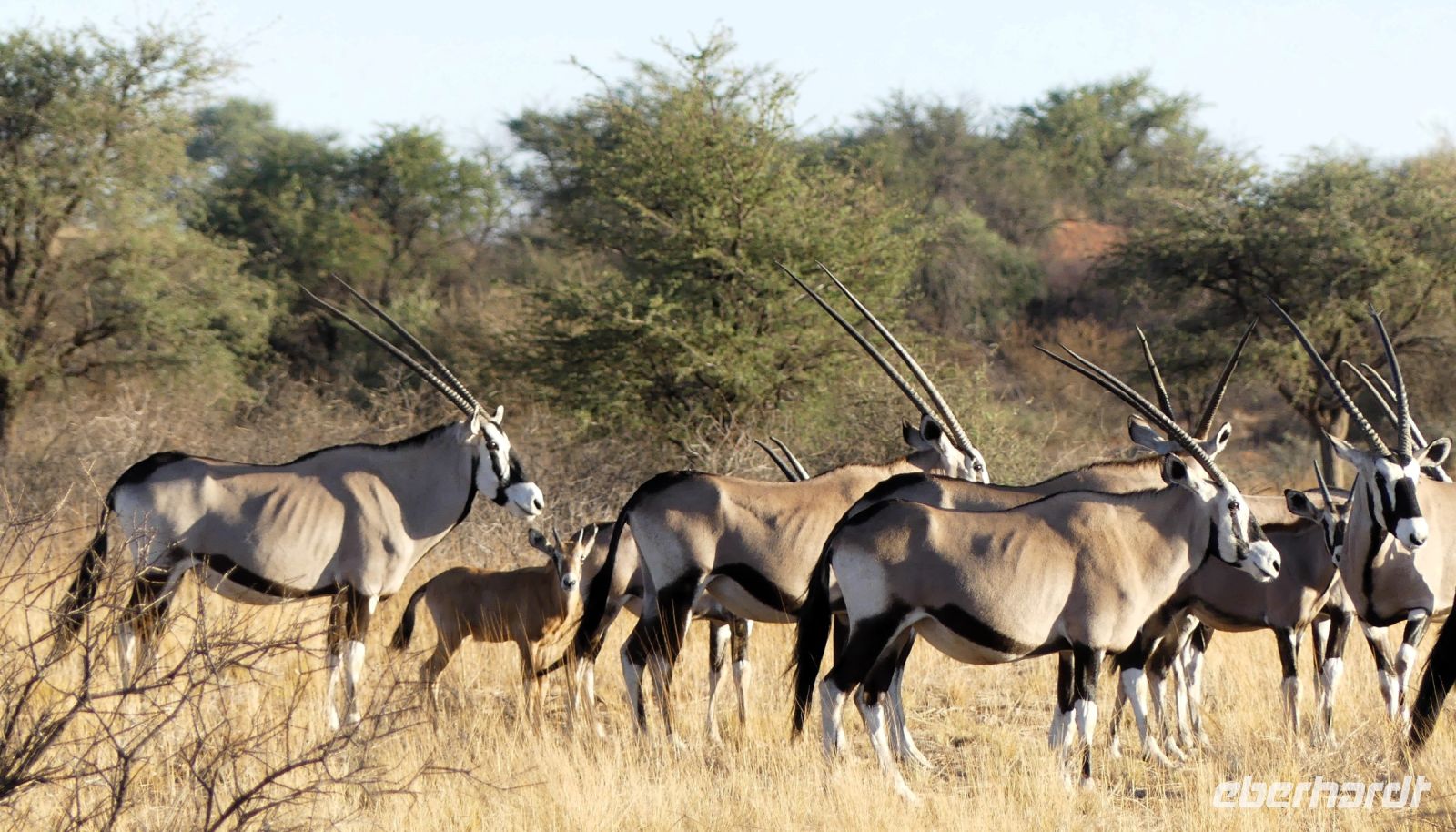 Namibia - Nature Drive in der Kalahari - Oryxe