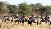 Namibia - Nature Drive in der Kalahari - Oryxe