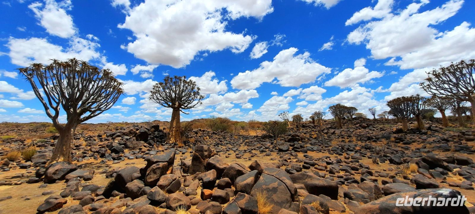Namibia -Köcherbaumwald