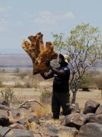 Namibia - Köcherbaumwald - Guide Harold