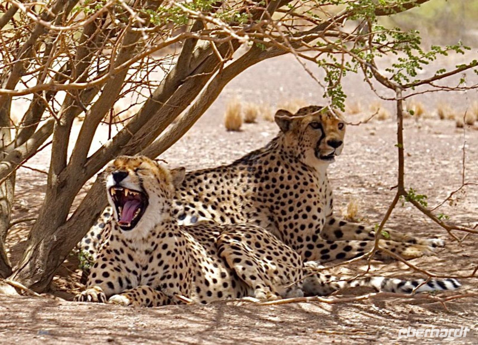 Namibia - Geparden auf einer Farm