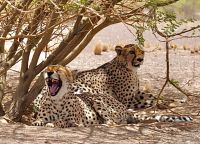 Namibia - Geparden auf einer Farm