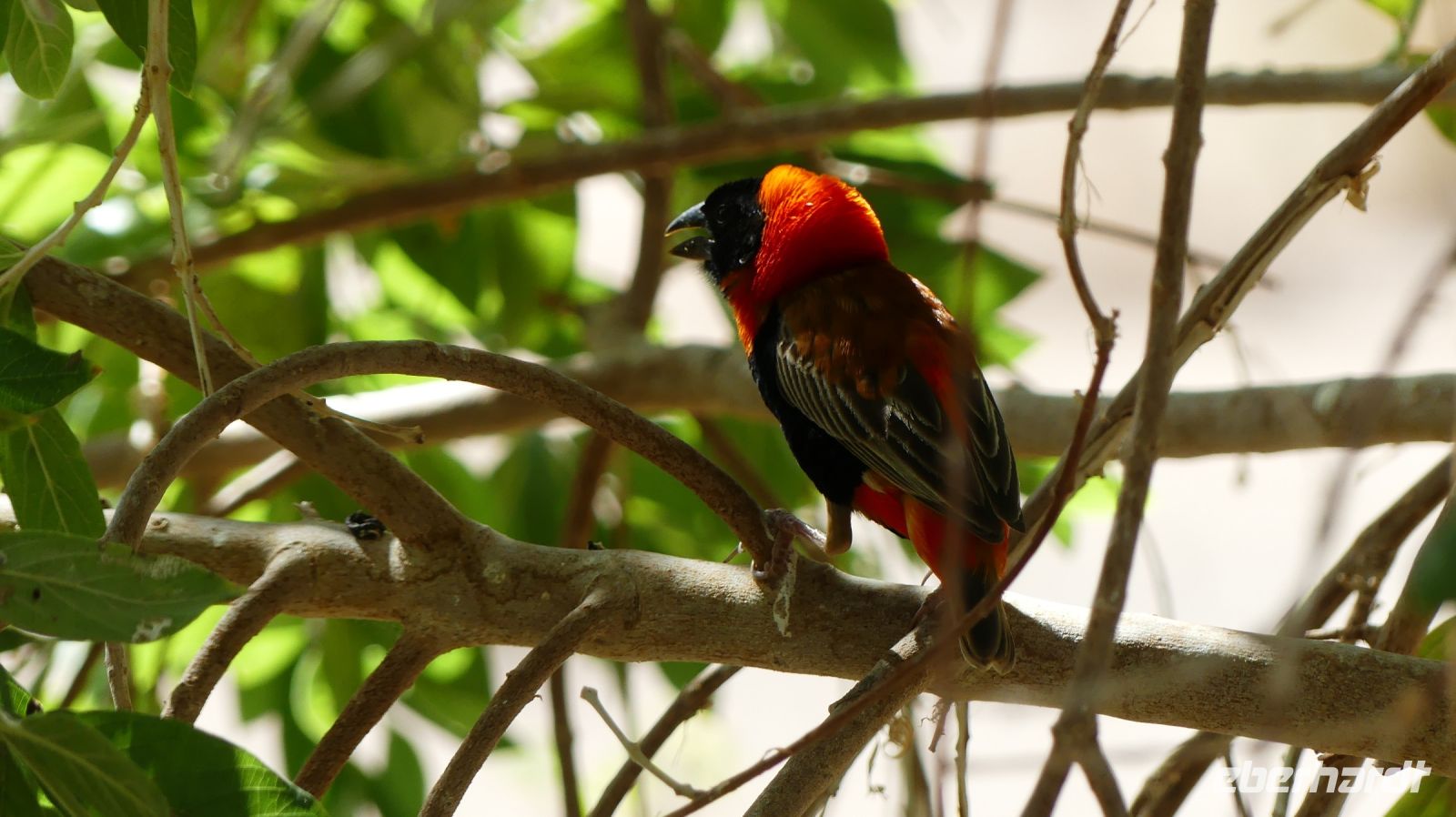 Namibia - Rotbauchwürger