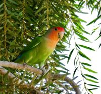 Namibia - Canyon Lodge - Lori