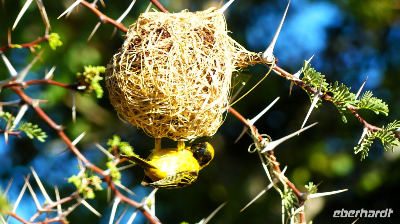 Namibia - Maskenweber