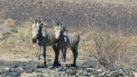 Namibia - Bergzebras