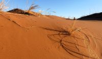 Namibia - Geschlängel in der Namib