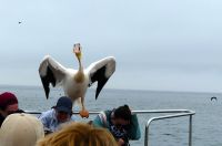 Namibia - Bootsfahrt in der Lagune von Walvis Bay