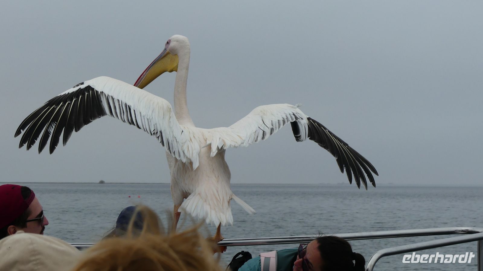 Namibia - Bootsfahrt in der Lagune von Walvis Bay