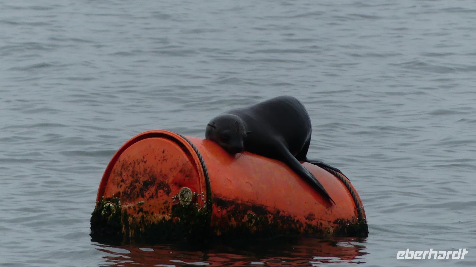 Namibia - Bootsfahrt in der Lagune von Walvis Bay - Robbe relaxt