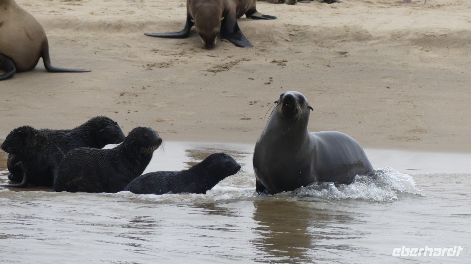Namibia - Bootsfahrt in der Lagune von Walvis Bay - Schwimmunterricht