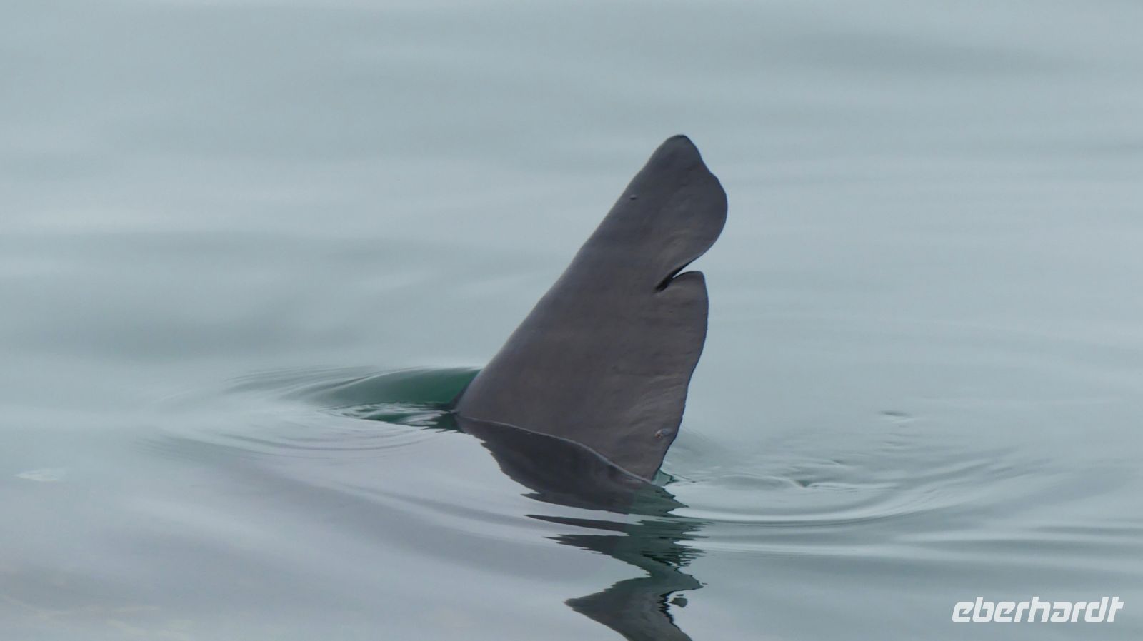 Namibia - Bootsfahrt in der Lagune von Walvis Bay - Mondfisch in Sicht