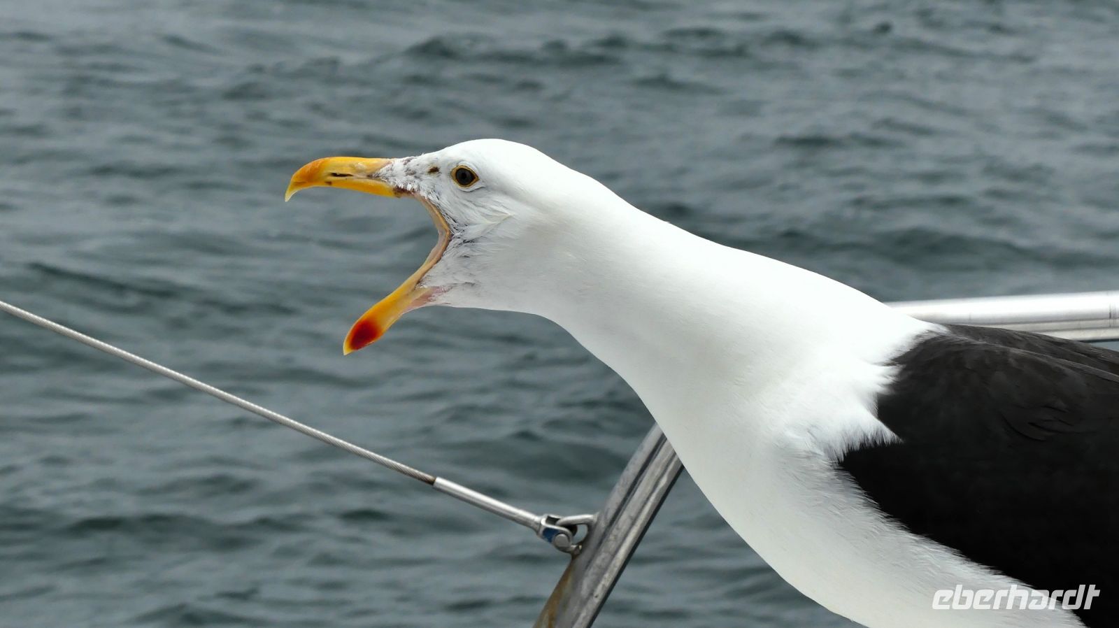 Namibia - Bootsfahrt in der Lagune von Walvis Bay - Essen ist fertig