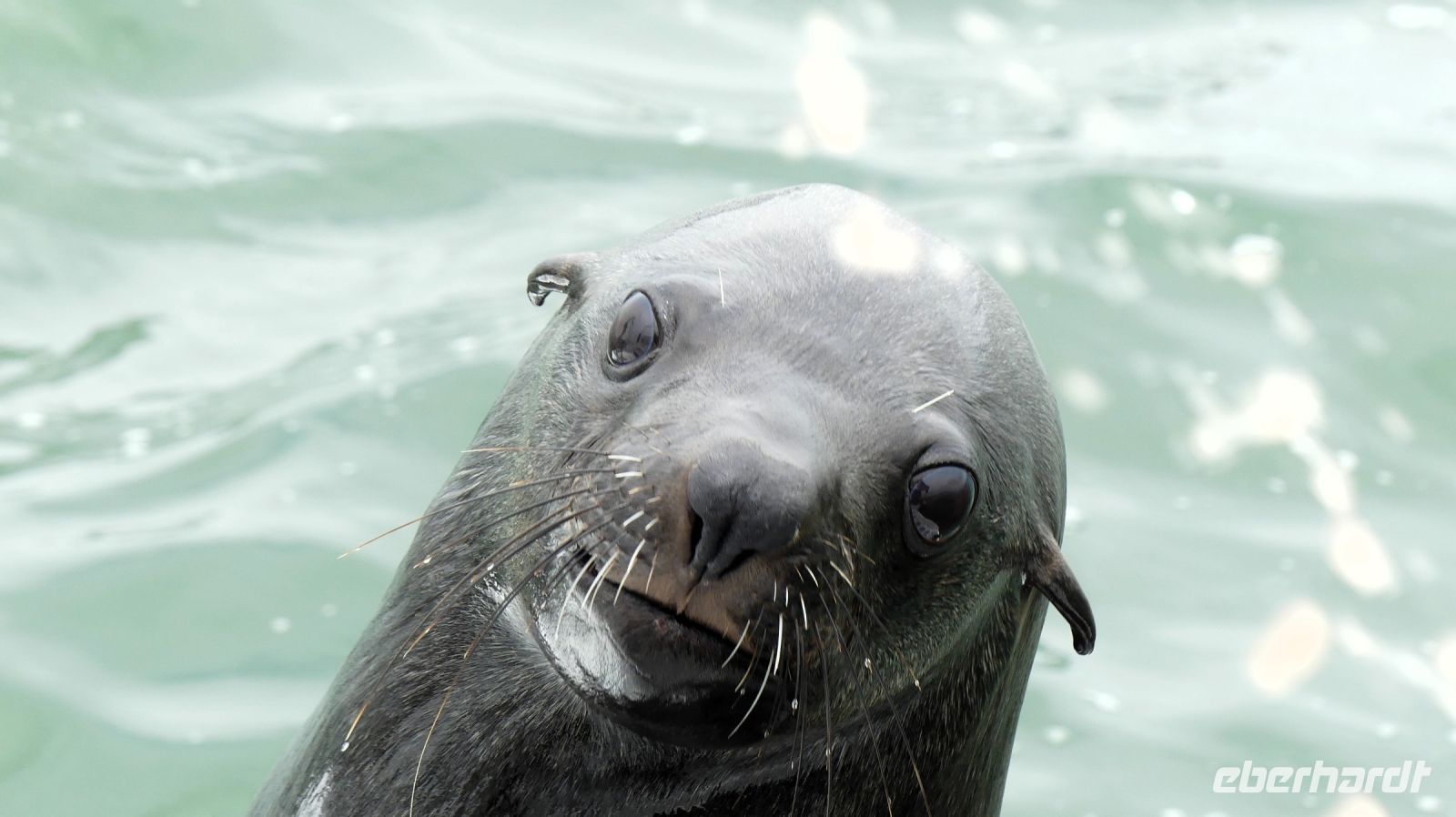 Namibia - Bootsfahrt in der Lagune von Walvis Bay - so süß