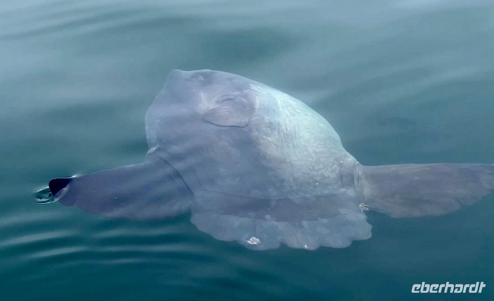 Namibia - Bootsfahrt in der Lagune von Walvis Bay - Mondfisch