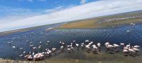 Namibia - Lagune von Walvis Bay - Flamingos
