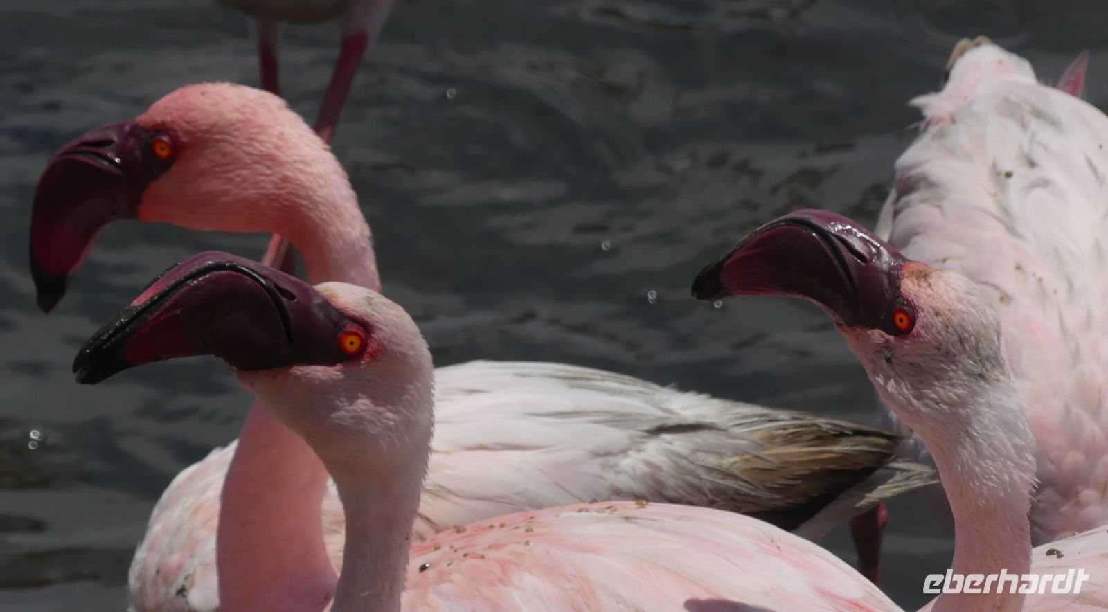 Namibia - Lagune von Walvis Bay - Flamingos