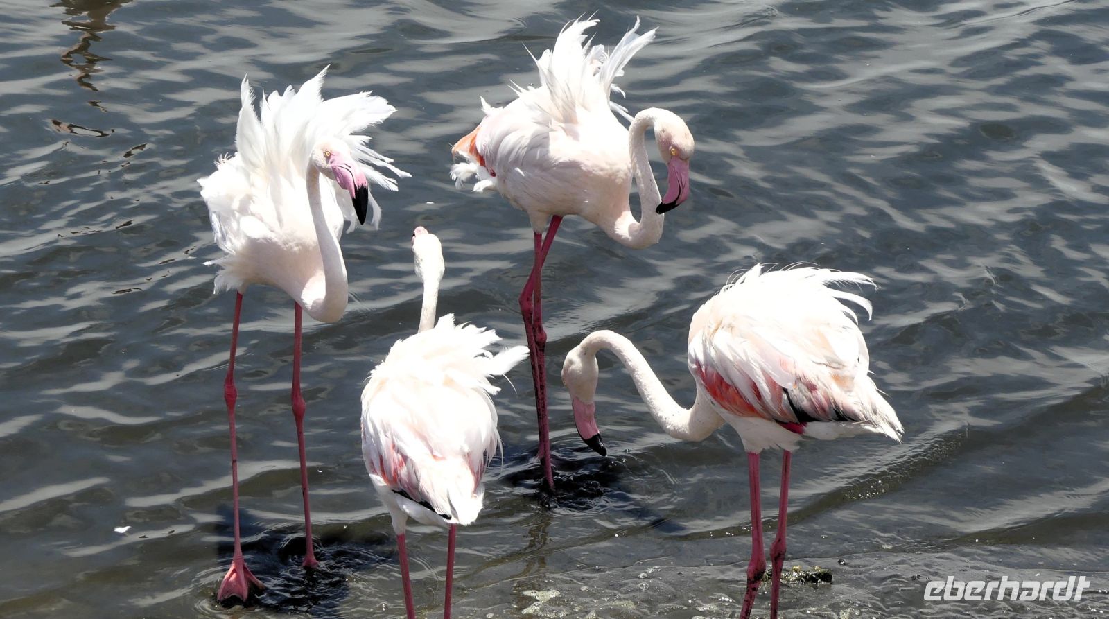 Namibia - Lagune von Walvis Bay - Flamingos