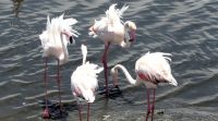 Namibia - Lagune von Walvis Bay - Flamingos