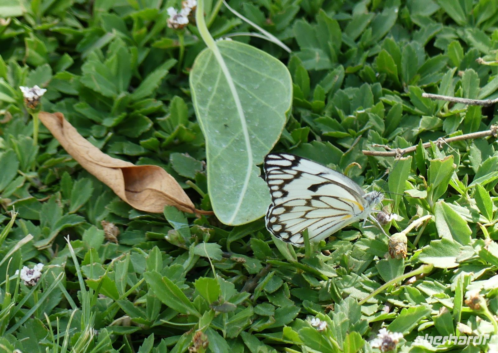 Namibia - Pirschfahrt im grünen Etosha