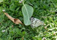 Namibia - Pirschfahrt im grünen Etosha