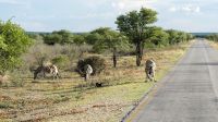 Namibia - Pirschfahrt im grünen Etosha