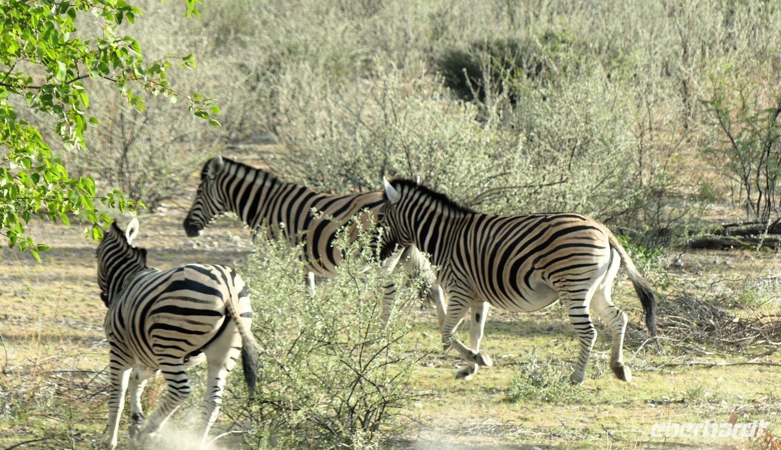 Namibia - Pirschfahrt im grünen Etosha