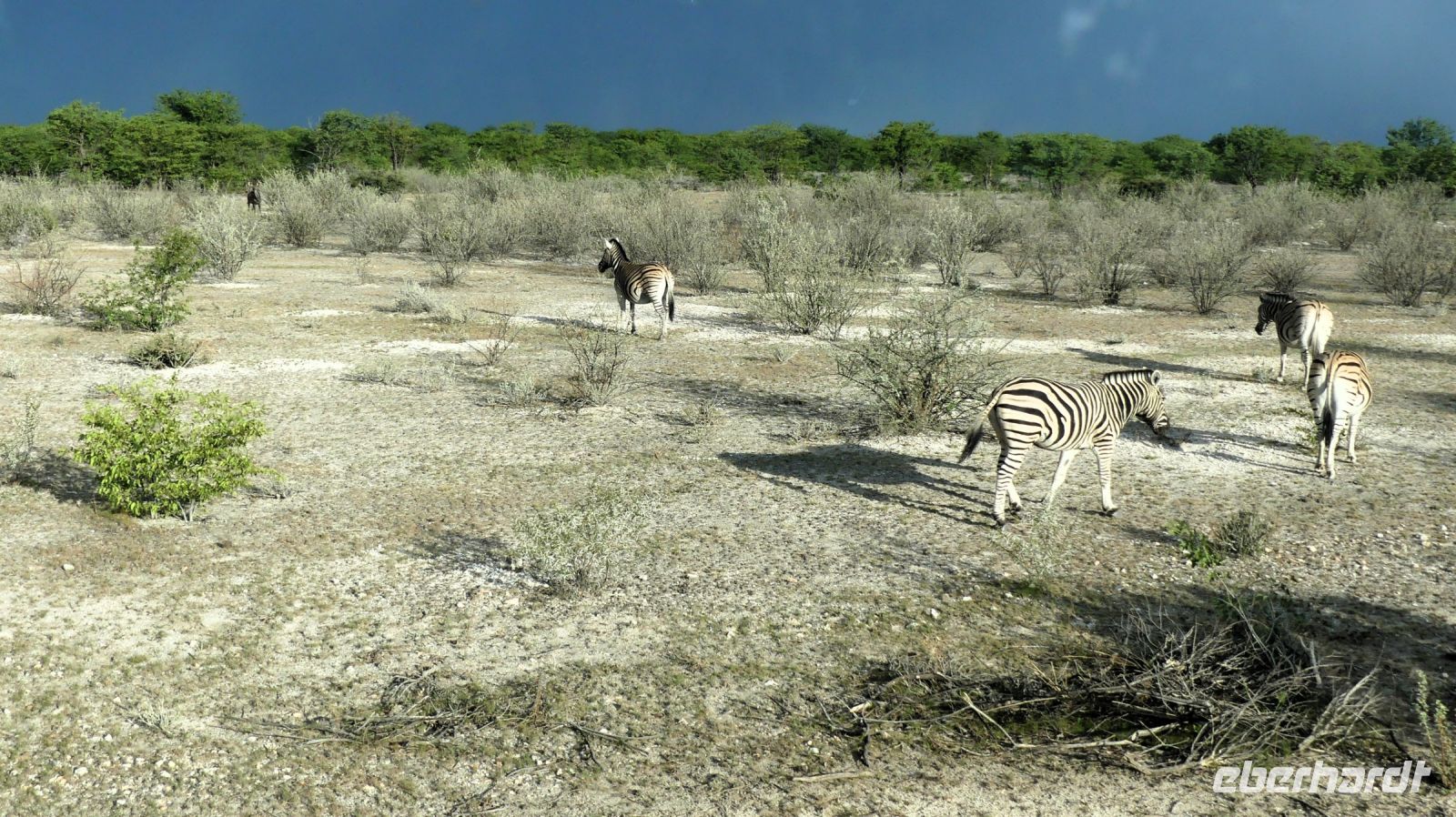 Namibia - Pirschfahrt im grünen Etosha