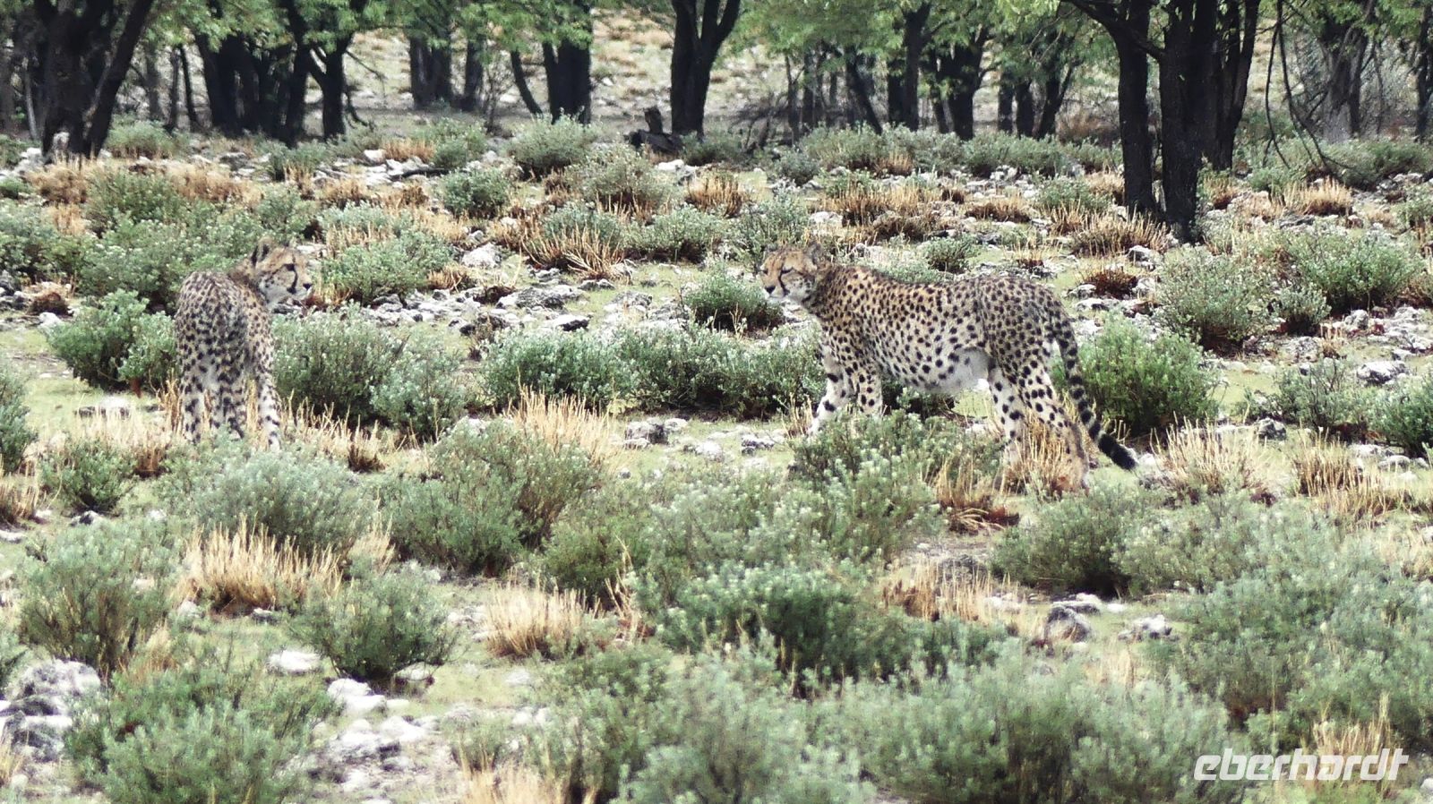 Namibia - Pirschfahrt im grünen Etosha - Geparden
