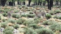 Namibia - Pirschfahrt im grünen Etosha - Geparden
