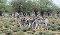 Namibia - Pirschfahrt im grünen Etosha - Steppenzebras