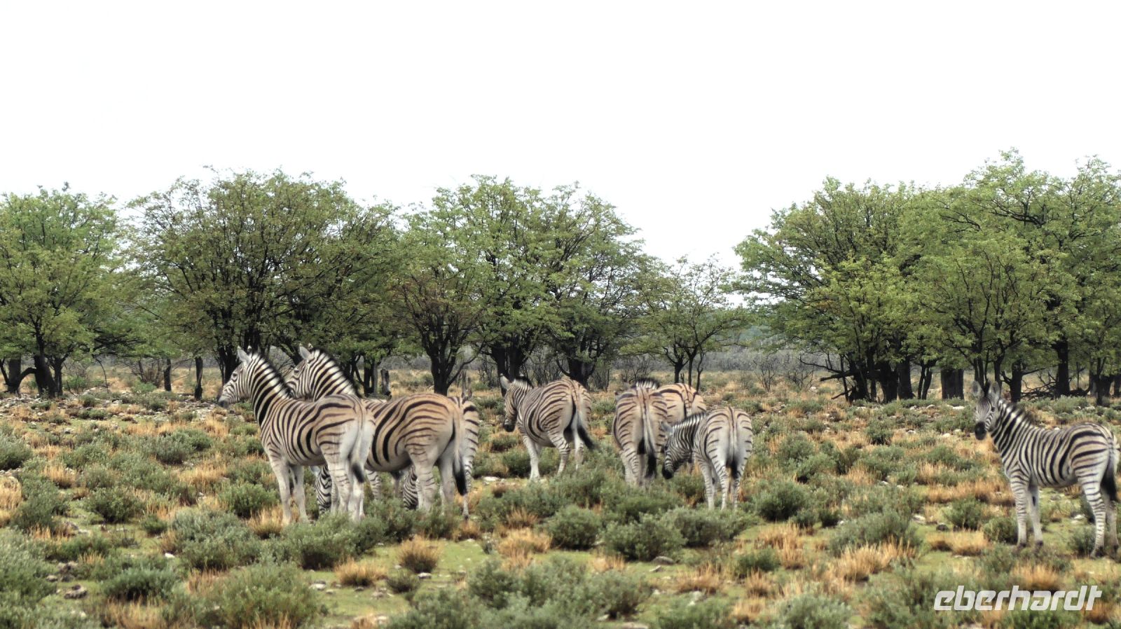 Namibia - Pirschfahrt im grünen Etosha -  aufmerksame Steppenzebras