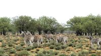 Namibia - Pirschfahrt im grünen Etosha -  aufmerksame Steppenzebras