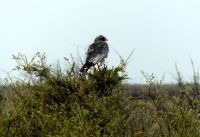 Namibia - Pirschfahrt im grünen Etosha - Weißburzel-Singhabicht