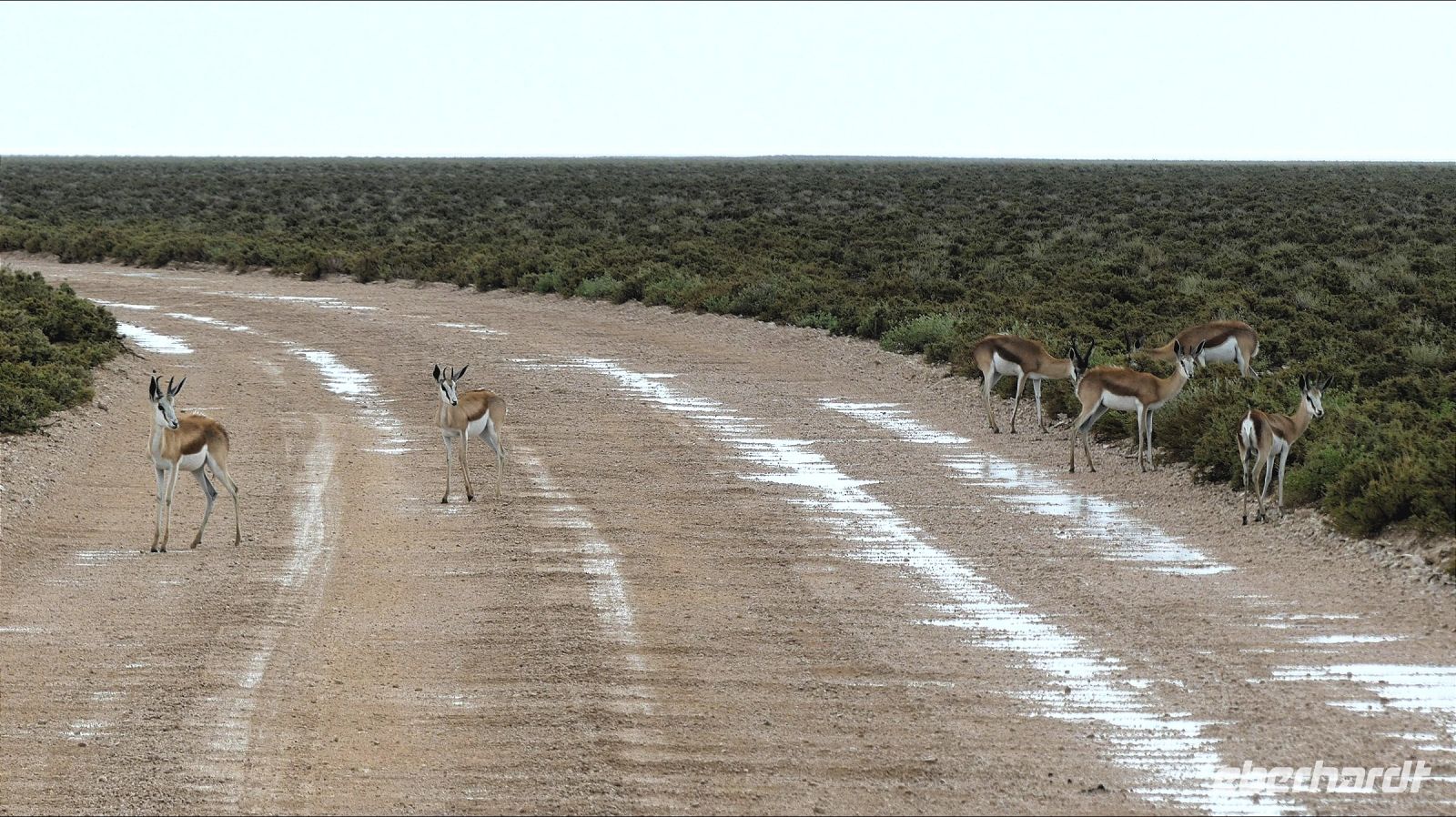 Namibia - Pirschfahrt im grünen Etosha - nach dem Gewitter