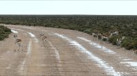 Namibia - Pirschfahrt im grünen Etosha - nach dem Gewitter