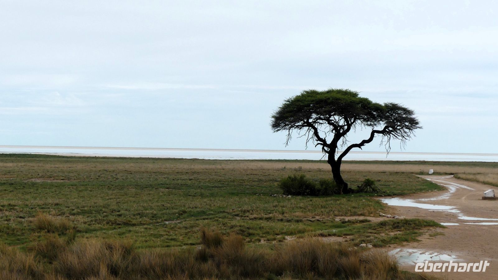 Namibia - Pirschfahrt im grünen Etosha - Schirmakazie vor der Salzpfanne