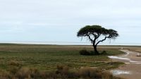 Namibia - Pirschfahrt im grünen Etosha - Schirmakazie vor der Salzpfanne
