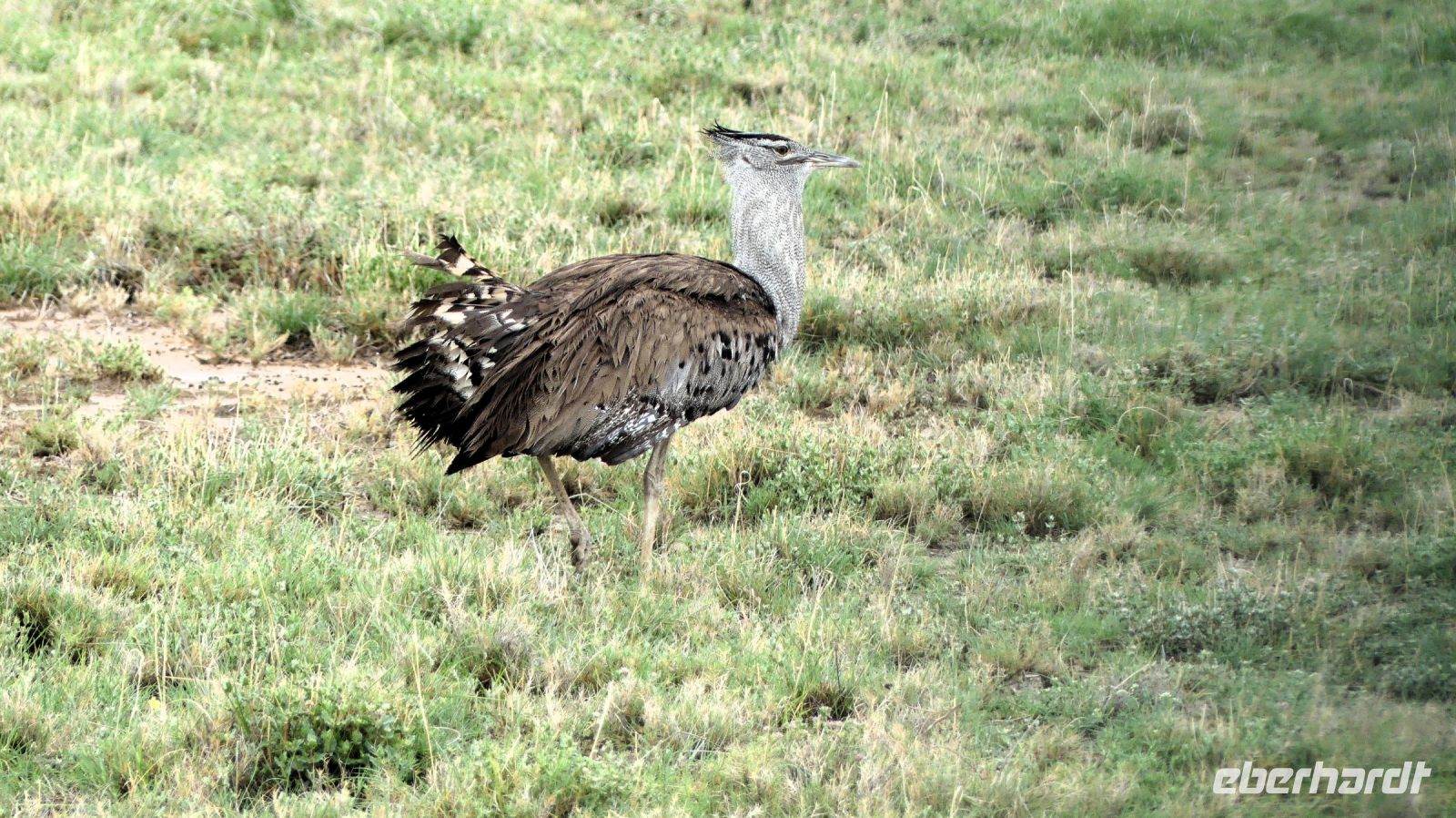 Namibia - Pirschfahrt im grünen Etosha - Riesentrappe