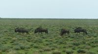 Namibia - Pirschfahrt im grünen Etosha - Streifengnus
