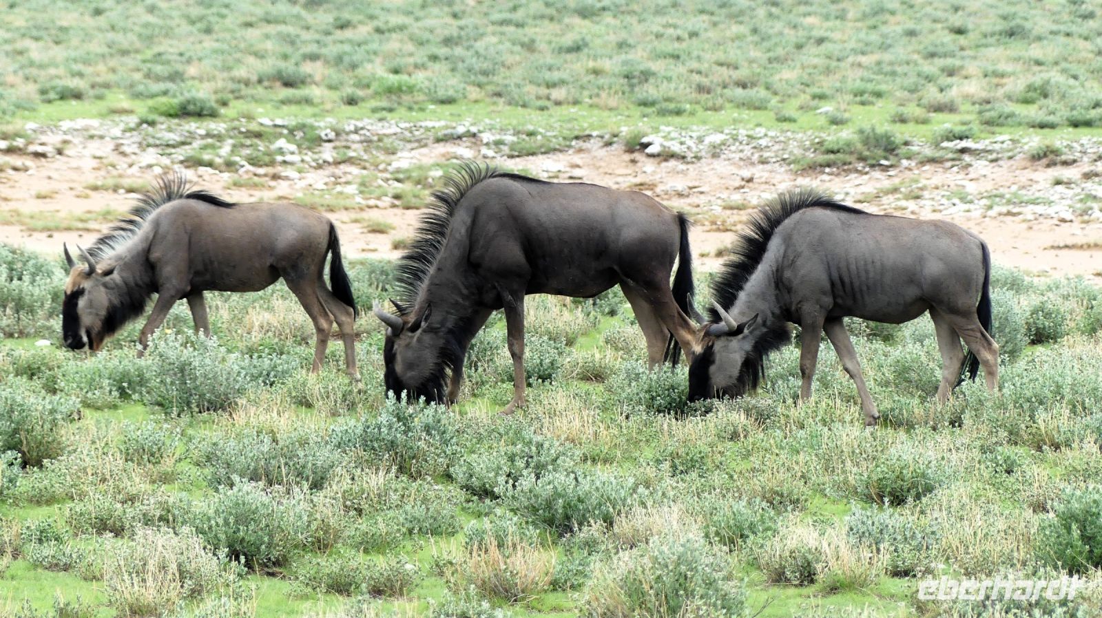 Namibia - Pirschfahrt im grünen Etosha - Streifengnus