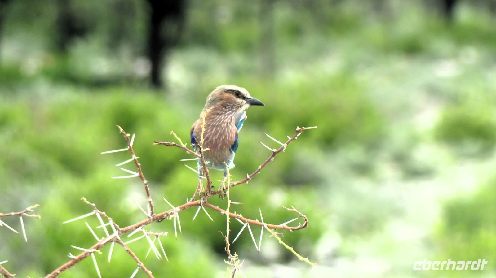 Namibia - Pirschfahrt im grünen Etosha - Gabelracke