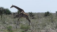 Namibia - Pirschfahrt im grünen Etosha - Giraffe