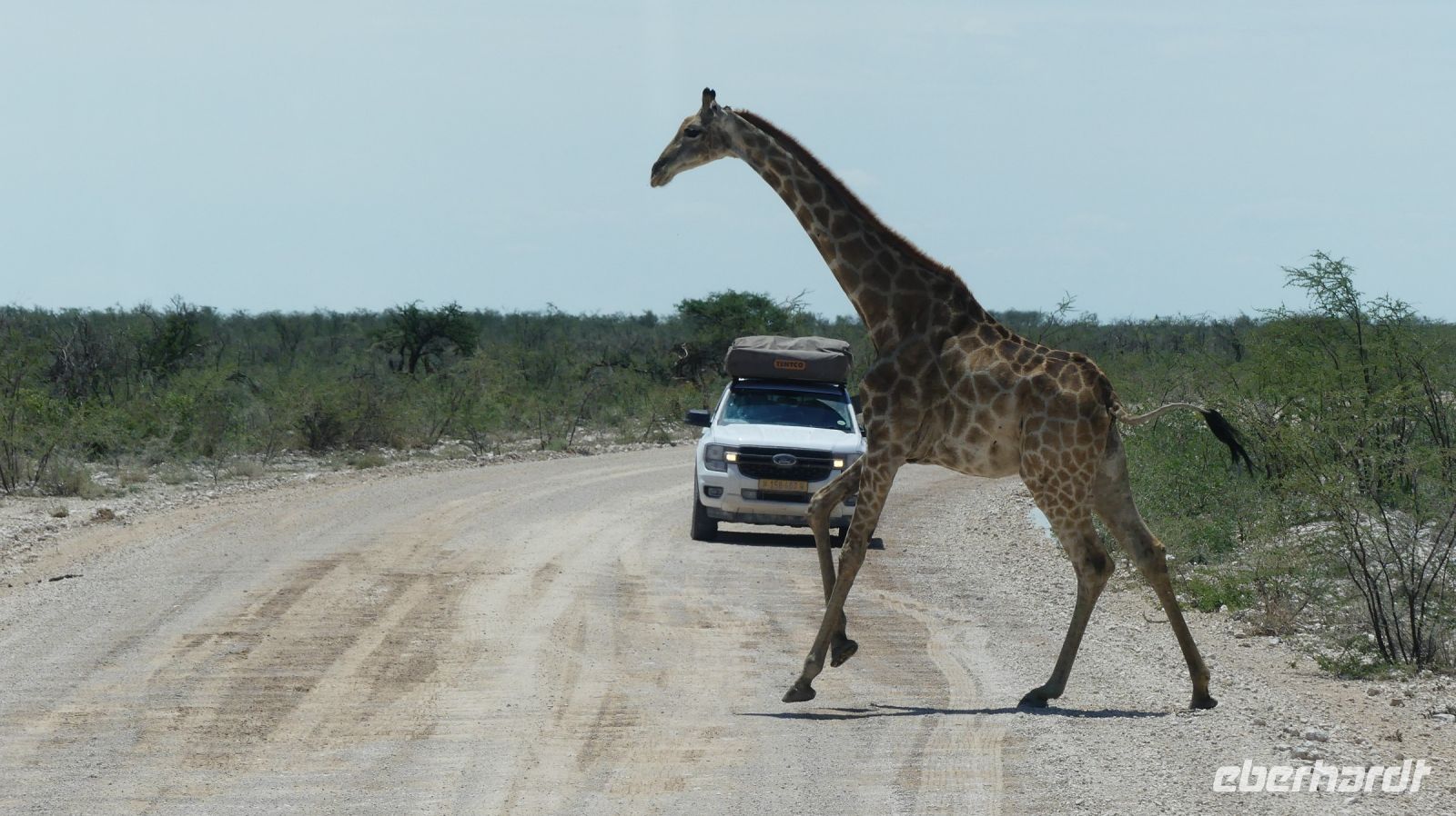 Namibia - Pirschfahrt im grünen Etosha - Giraffe